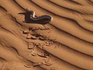 Schneiders Zwergpuffotter