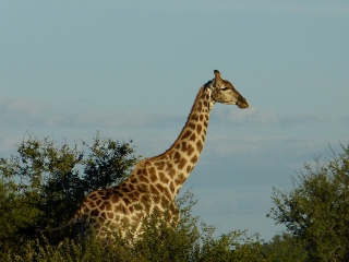 Giraffe