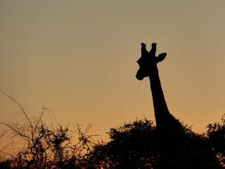 Giraffe