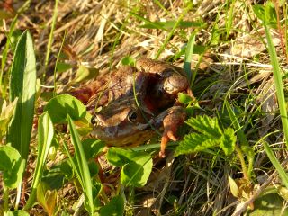 Frosch