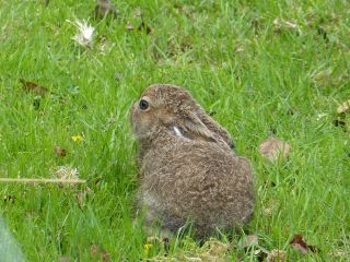 Kaninchen