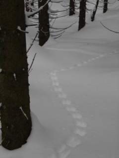 Marderspur im Schnee