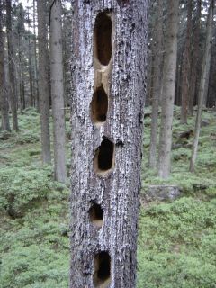 Baum mit Spechtlchern