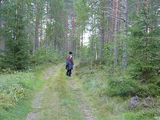 Bjrn im Wald