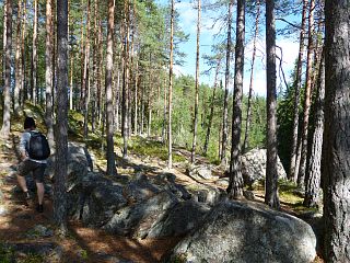 Bjrn im Wald