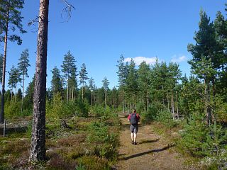 Bjrn in Norwegen