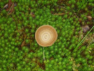 Pilz im Moos