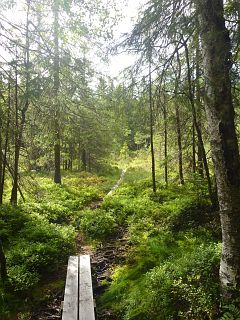 Bohlen im Wald