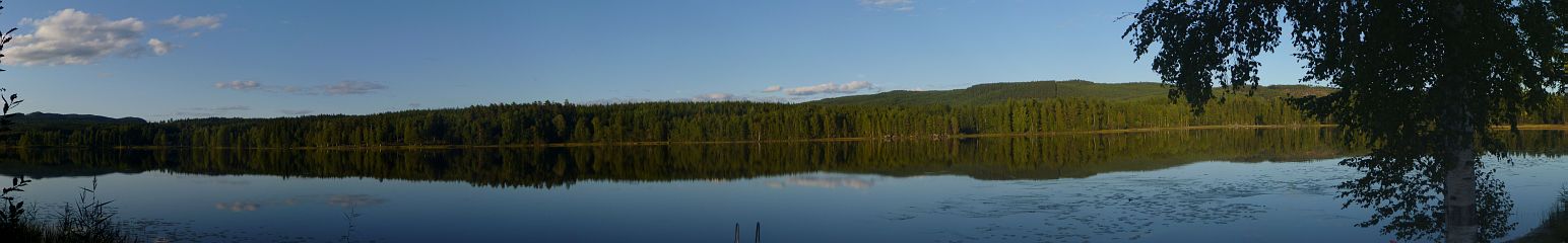 Waldspiegelung im See