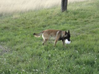 Der Hund mit dem Ball im Maul